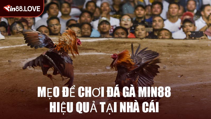 Mẹo Để Chơi Đá Gà MIN88 Hiệu Quả Tại Nhà Cái