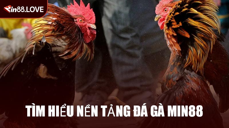Tìm Hiểu Nền Tảng Đá Gà MIN88